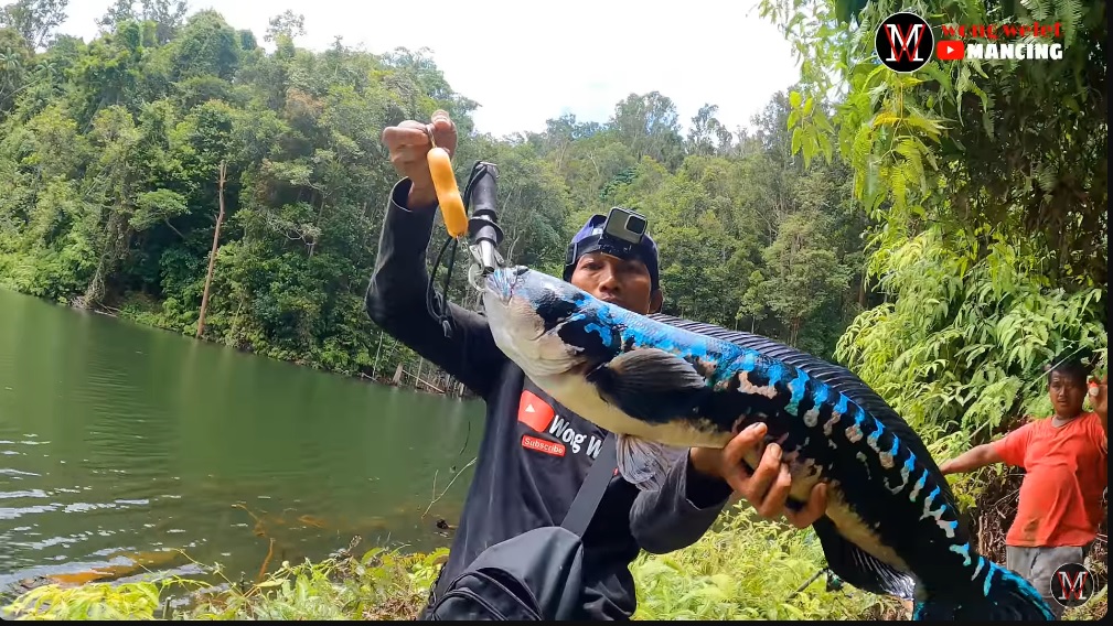 Seorang pemancing di Kalimantan mendapatkan tangkapan ikan toman biru