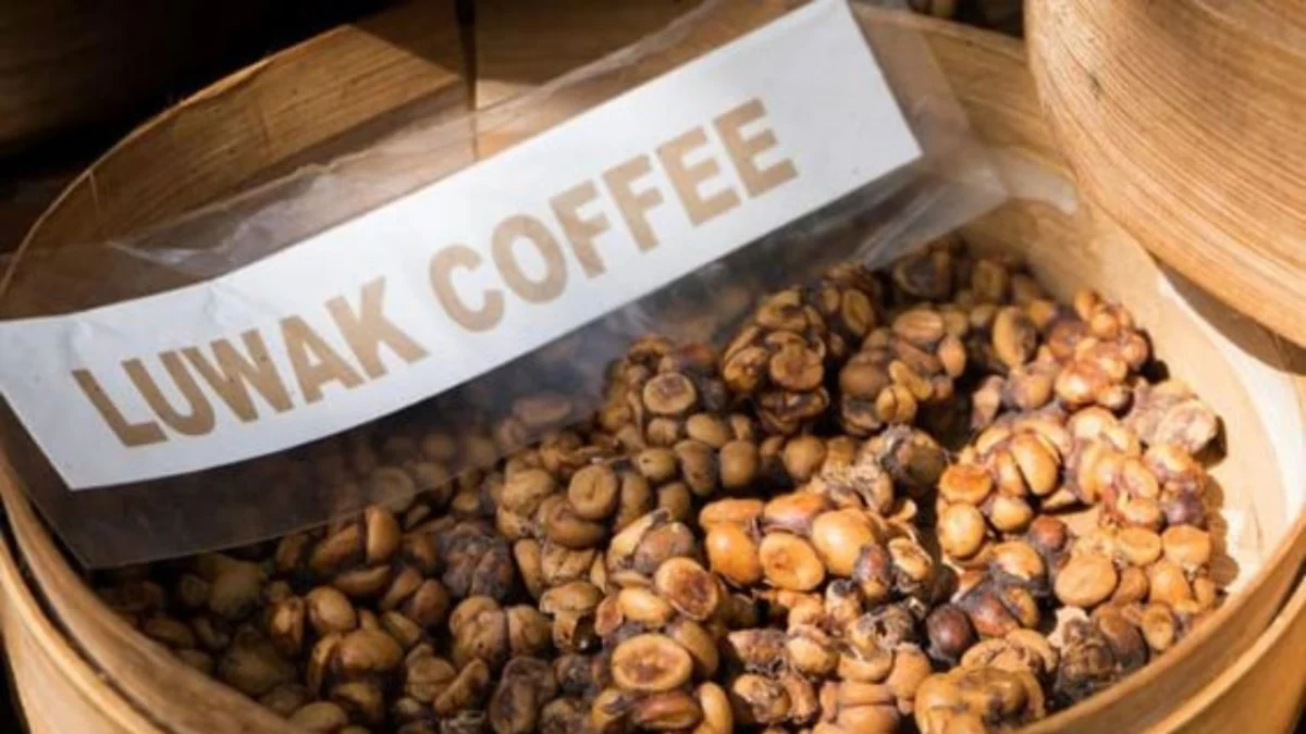 Kopi Luwak dan Manfaatnya Terhadap Kesehatan, Banyak yang Belum Tahu!