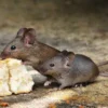 Tikus di Dalam Rumah? Ini 10 Cara Efektif Mengusir Mereka