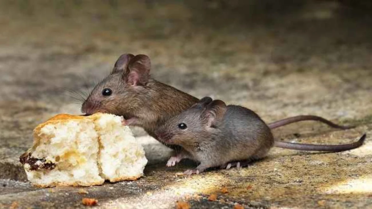 Tikus di Dalam Rumah? Ini 10 Cara Efektif Mengusir Mereka