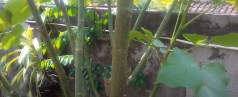 Ini nih cara menanam daun dadap dengan baik dan benar