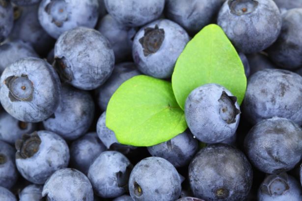 Cocok Banget Nih Buat Kesehatan Ibu Hamil, Simak Manfaat Buah Blueberry