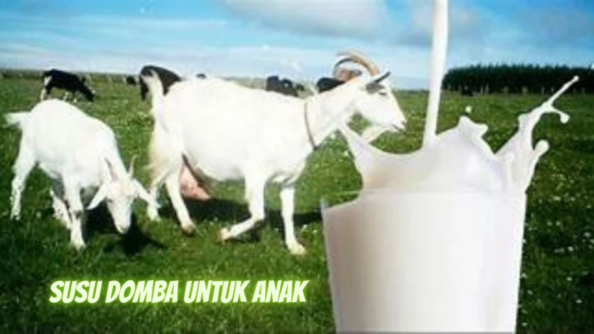 Susu Domba untuk Anak: Pertimbangan dan Manfaat