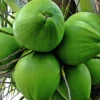 Sistem Kekebalan Unggul: Vitamin C dalam Kelapa Muda