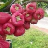 Mengapa Jambu Air Bagus untuk Sistem Pencernaan