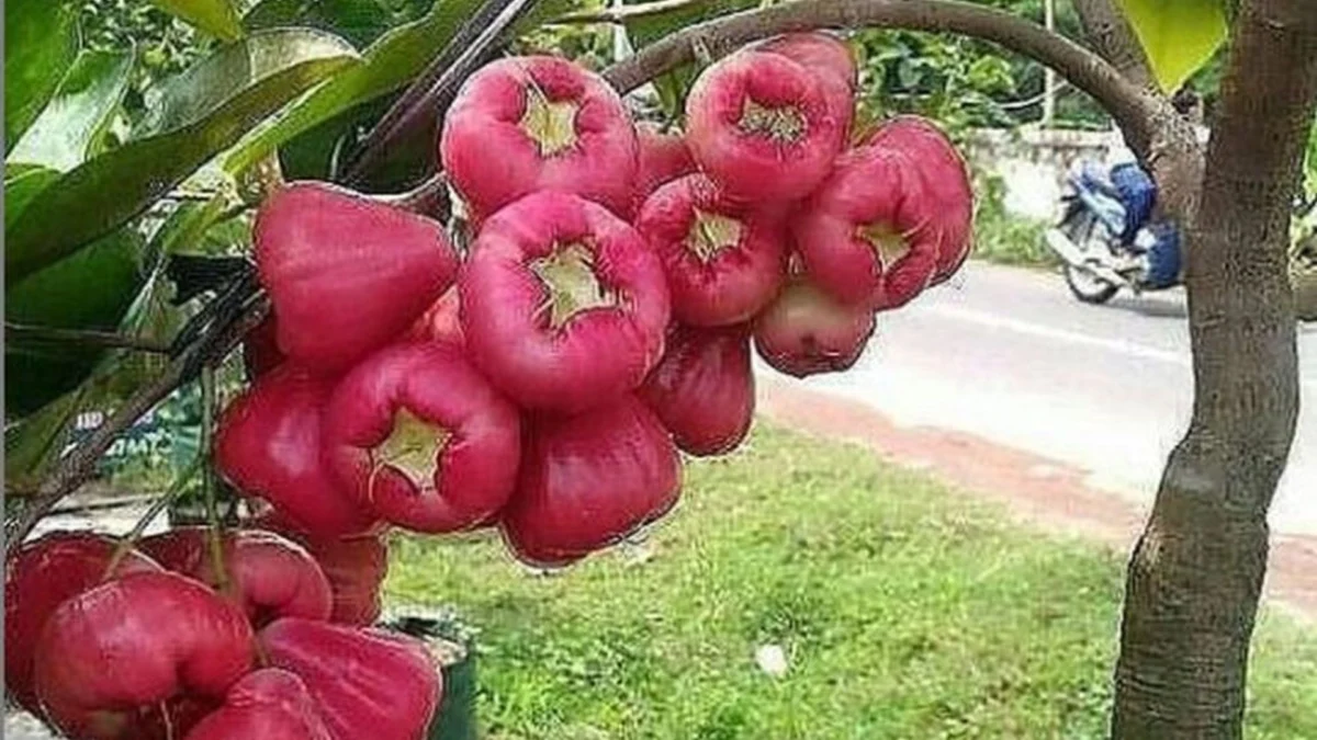 Mengapa Jambu Air Bagus untuk Sistem Pencernaan