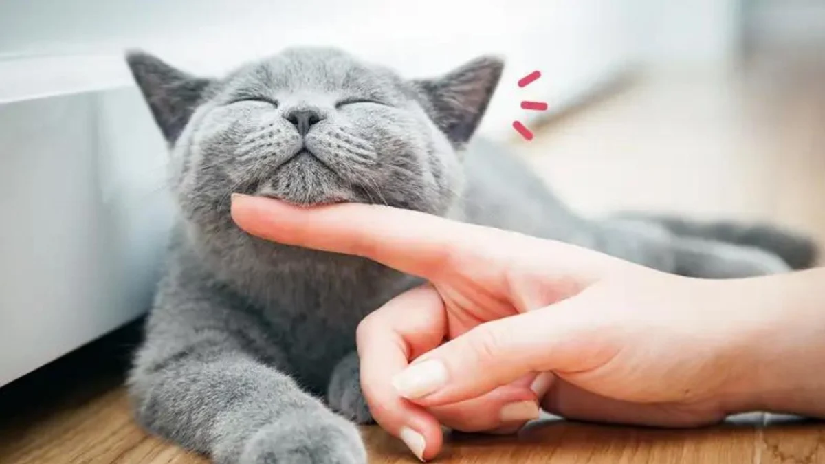 Bahasa Tubuh Kucing: Membaca Ekspresi dan Gerakan untuk Memahami Maksud Mereka