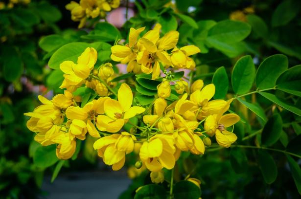 Luar Biasa, Ini Nih Khasiat dan Manfaat Daun Senna Buat Kesehatan Tubuh