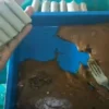 Ini Nih Makanan Khas Garut yang Mendunia, Simak Resep Membuat Dodol Disini