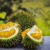 Inilah Alasan Mengapa Balita tidak Boleh Memakan Durian