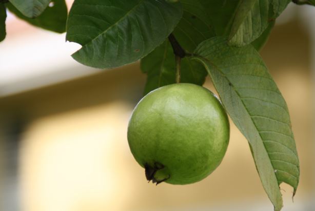 Kenali Macam-Macam Manfaat Daun Jambu Biji Buat Kesehatan Tubuh