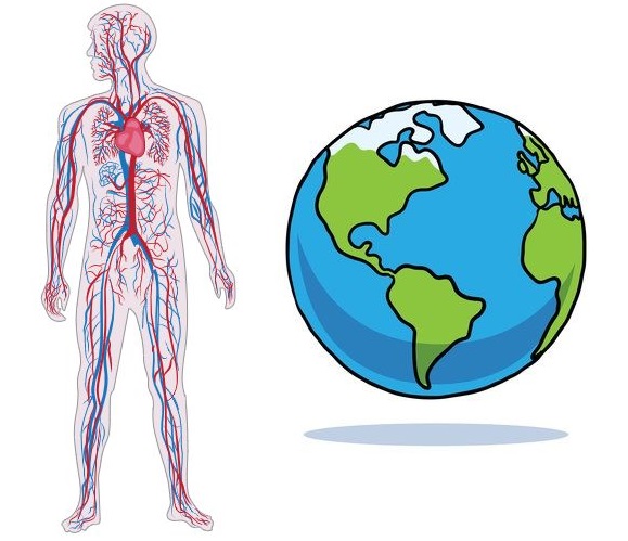 Panjang Pembuluh Darah Setara dengan 2,5 Kali Keliling Bumi, Cek Faktanya Disini!
