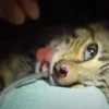 Kalian Wajib Tahu Ini, Begini Cara Mencegah Kucing dari Parasit