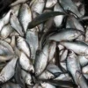 Merawat Ikan Mas Agar Sehat dan Tumbuh Optimal