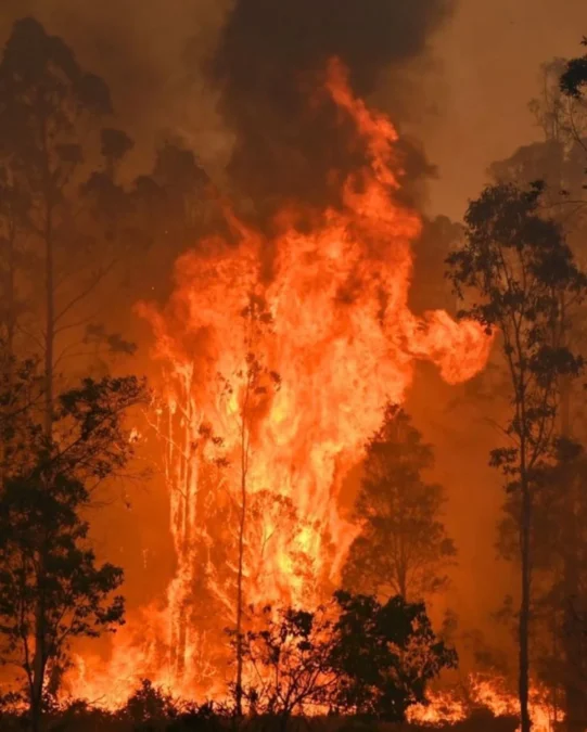 Los Angeles Memanas, Kebakaran Hutan Meluas ke Hollywood Hills Radar garut Kebakaran hutan semakin meluas di